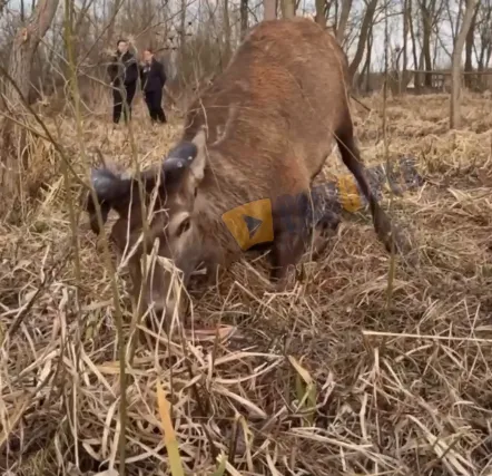 Олень стонет от боли