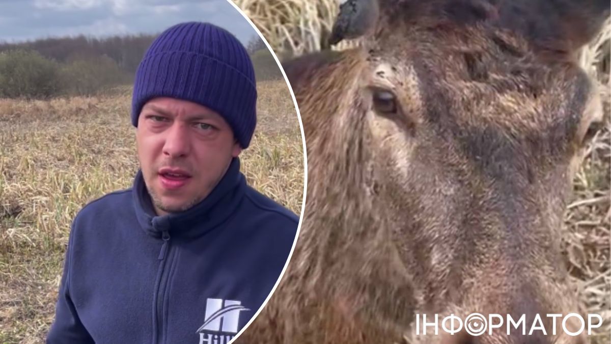 Олень Борис після ДТП пішов на поправку: його стан стабілізувався