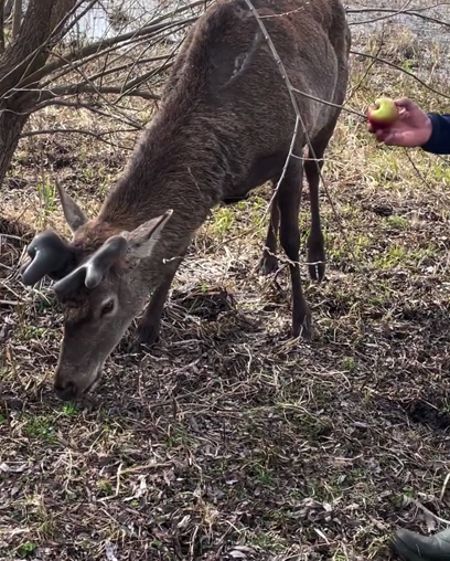 Олень Борис восстанавливается