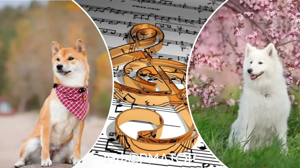 Собакам дали послушать Леди Гагу и Imagine Dragons — произошло что-то странное