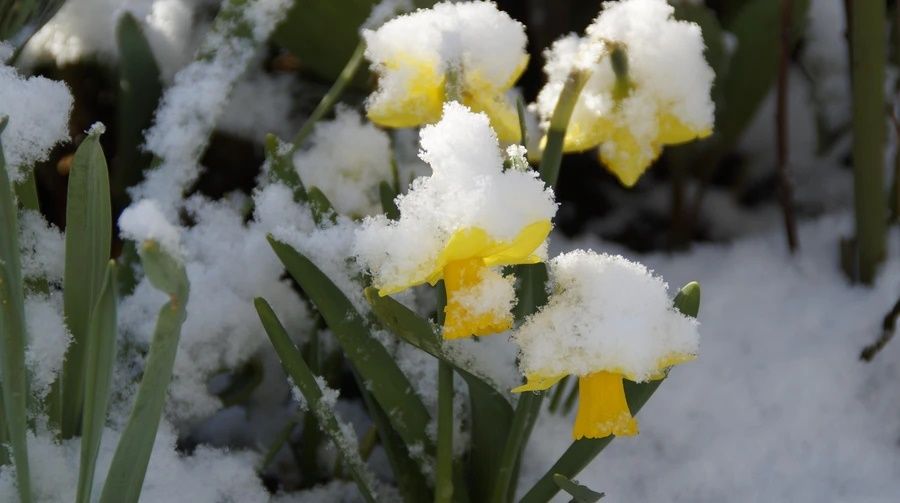 Мокрий сніг на нарцисах