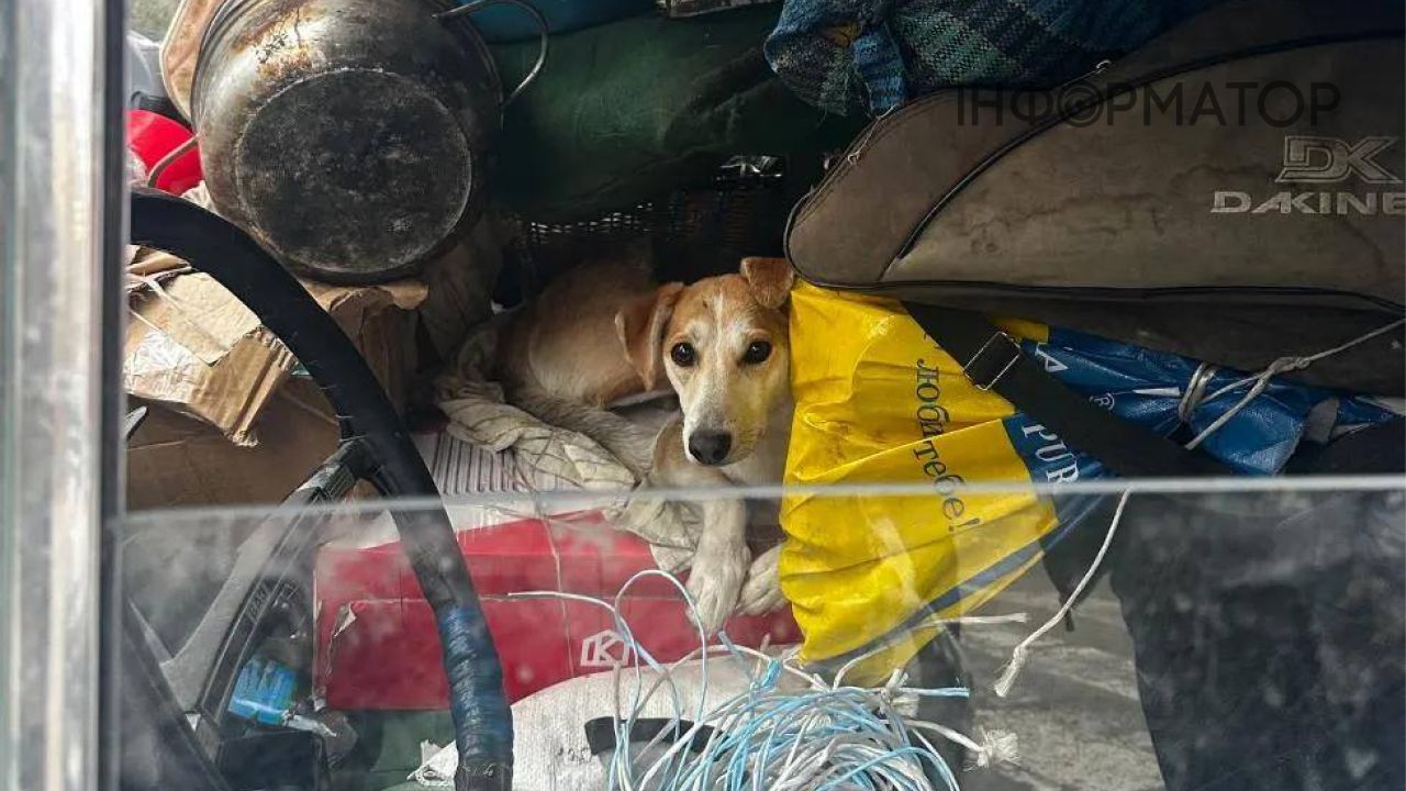 Собака Жюля