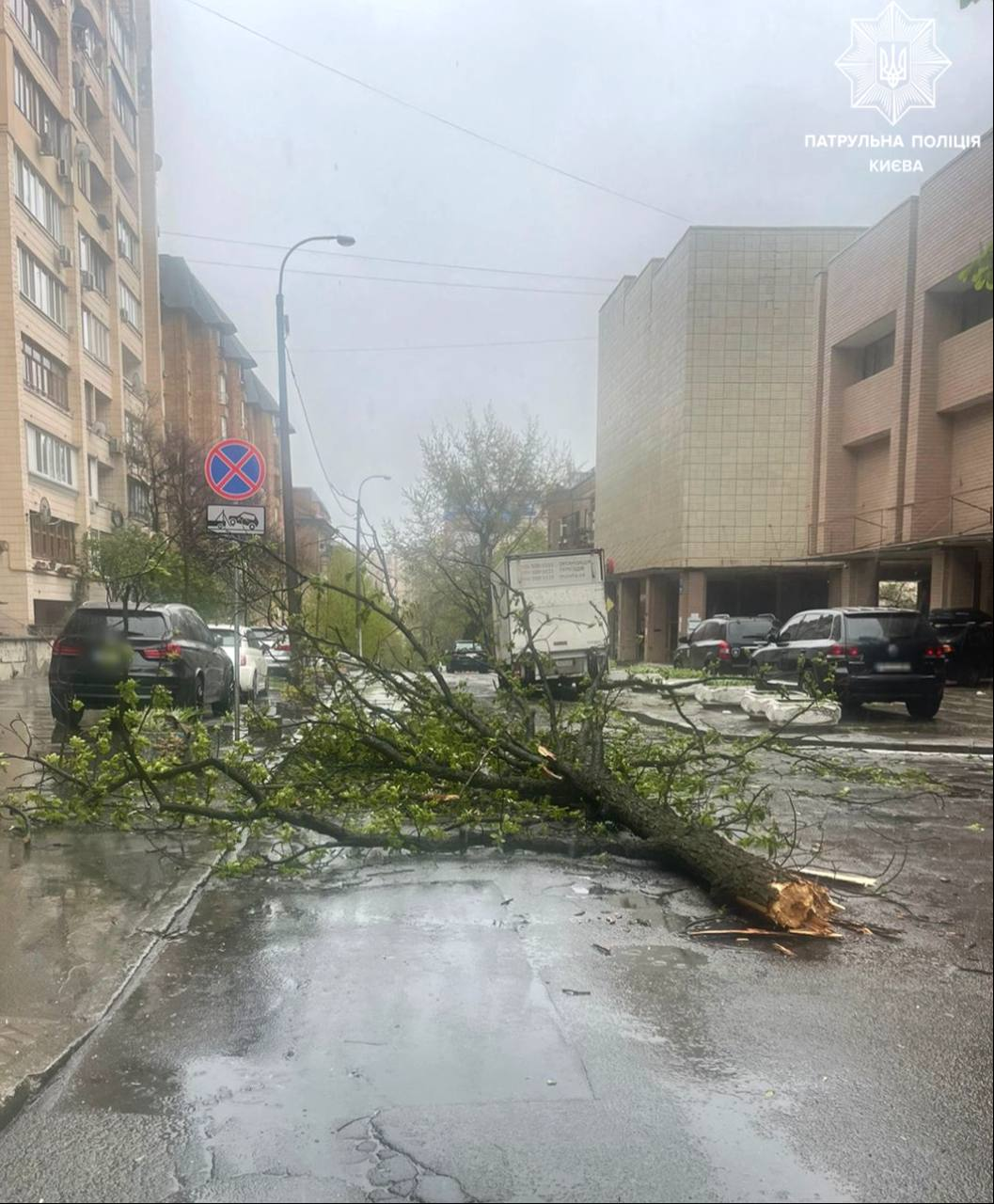 Повалене дерево