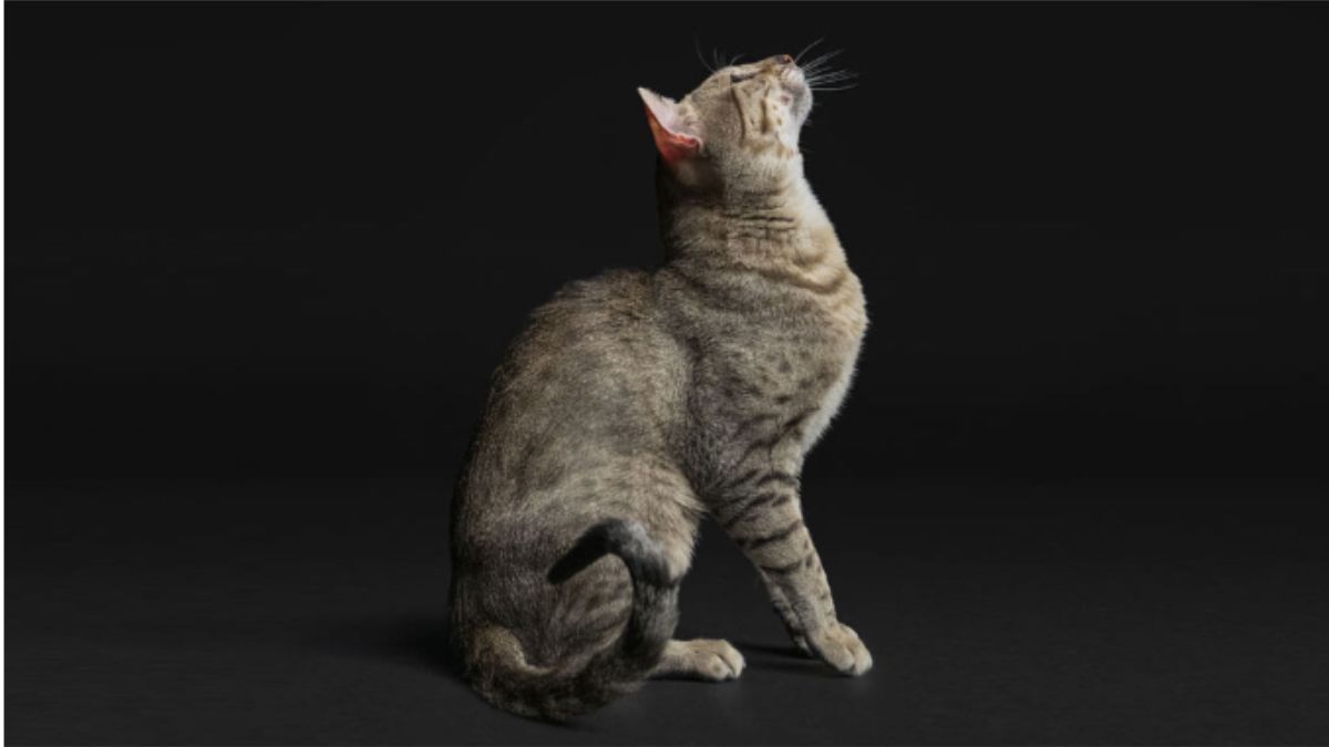 Котик