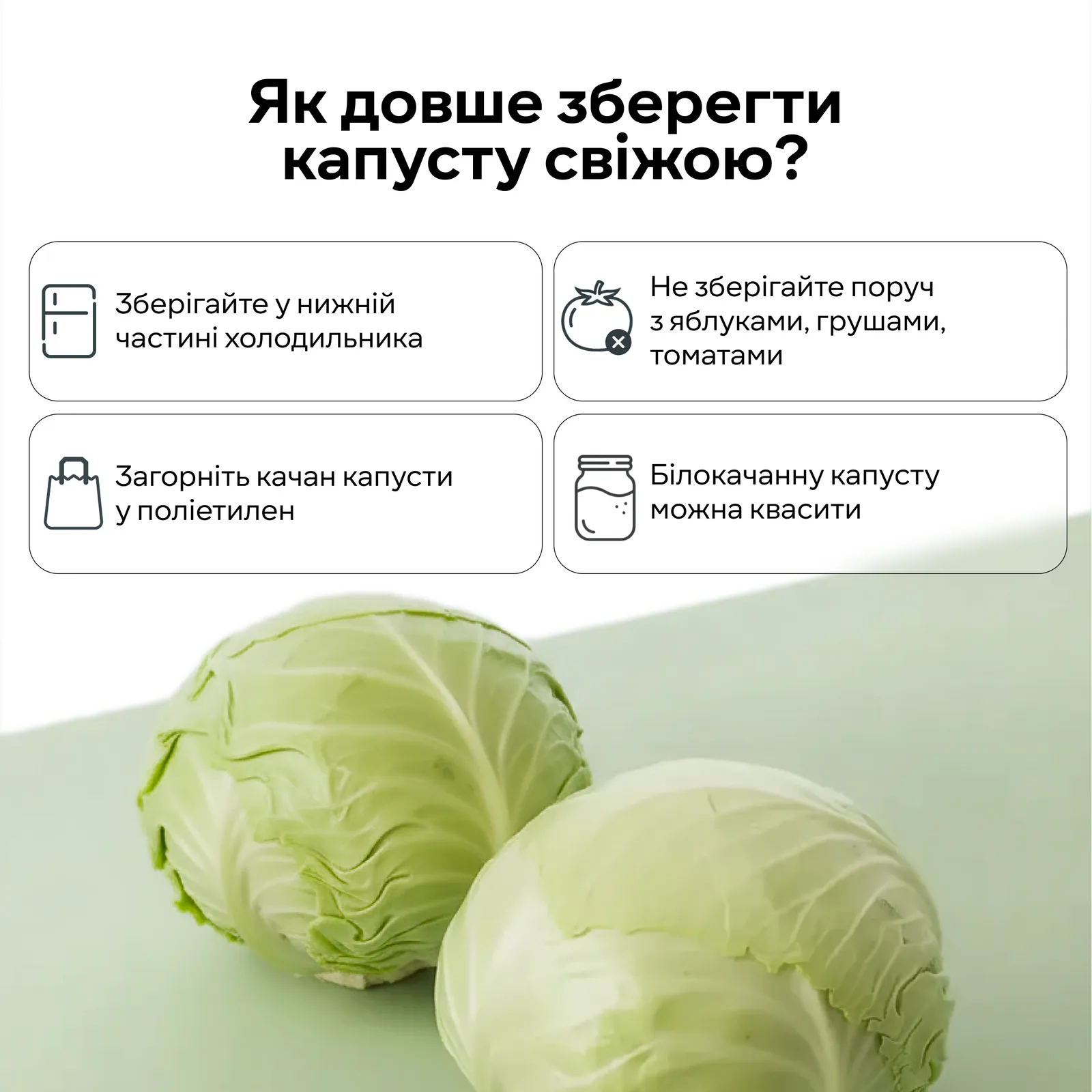 Капуста Фото: Сільпо Капуста Фото: Сільпо