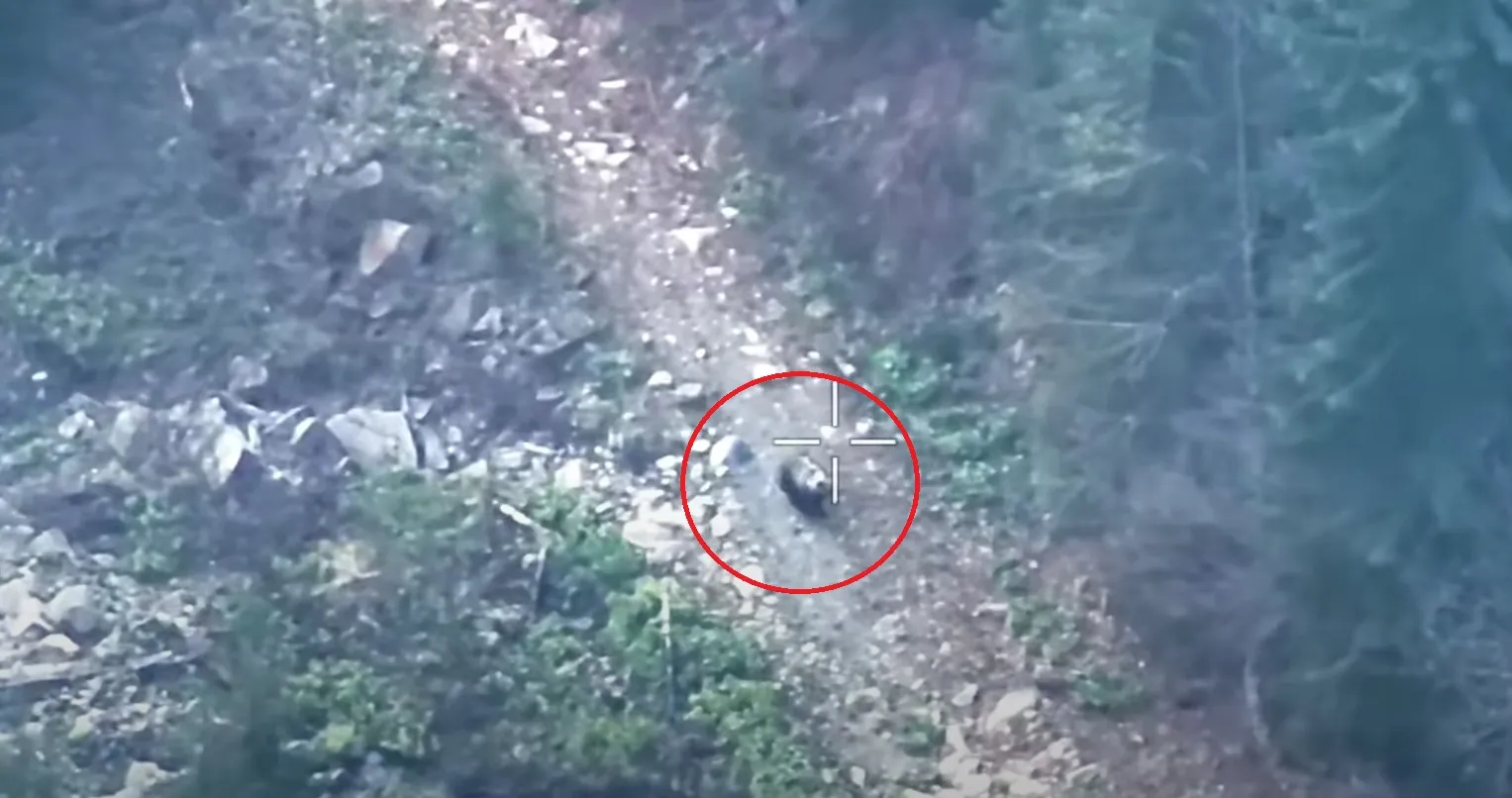 вермедица на границе