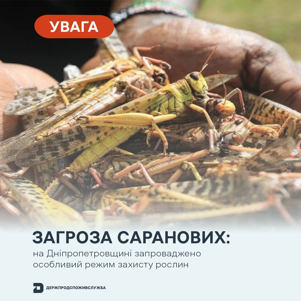 Саранца Фото: Госпродпотребслужба Саранца Фото: Госпродпотребслужба