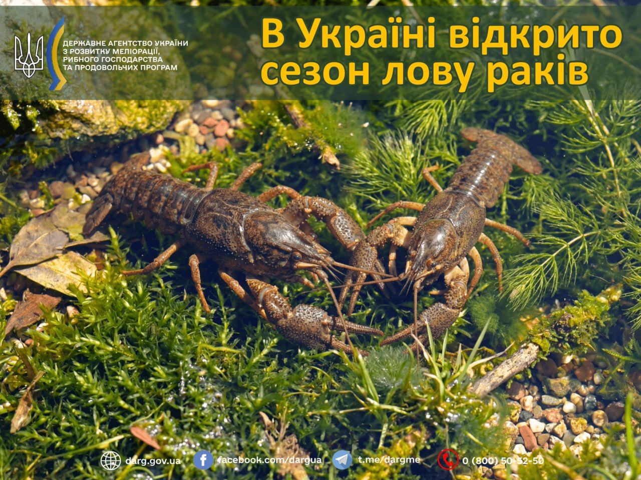 Раки Фото: Государственное агентство рыбного хозяйства