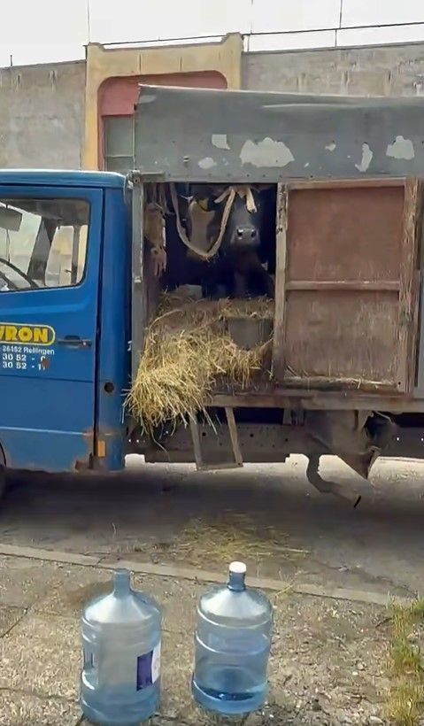 корови