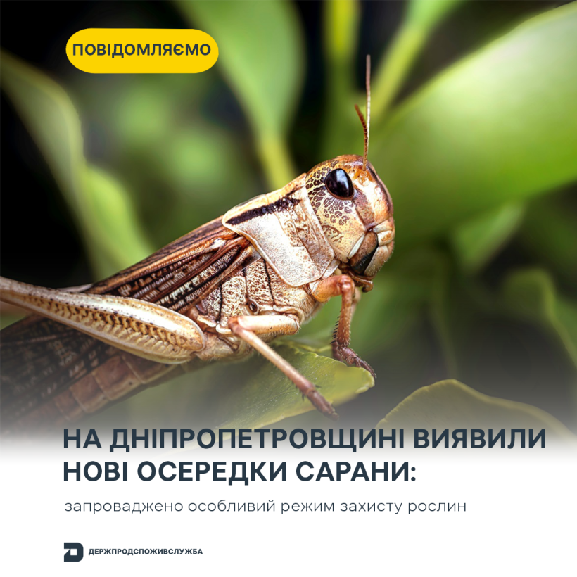 Сарана
