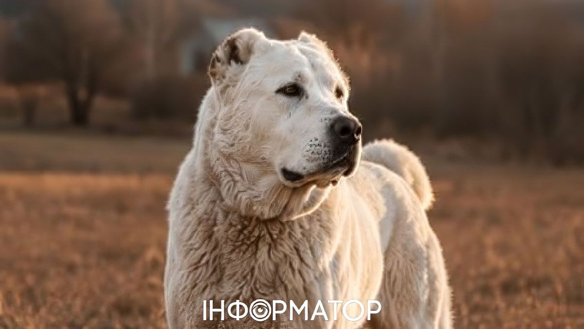 На Харківщині алабай напав на перехожу - його господарку засудили за вбивство через необережність - деталі вироку
