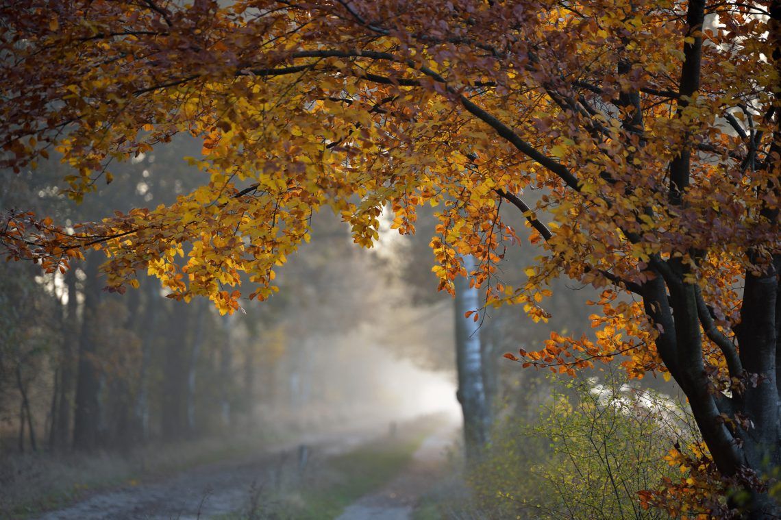 Дощі накриють більшість областей країни Дощі