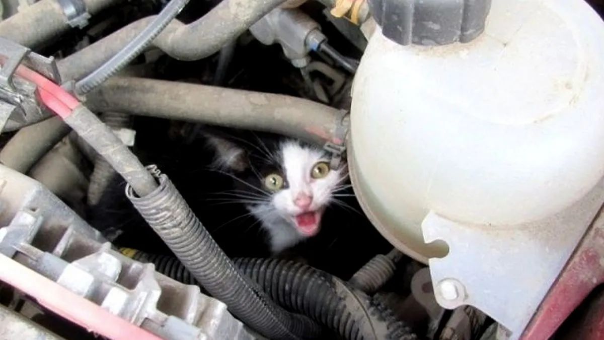 Котики могут скрываться даже внутри двигателя