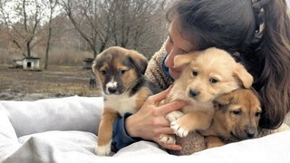 Як звучить тепло: Happy Paw і мережа EVA зігріли 17 740 безхатніх тварин по всій Україні