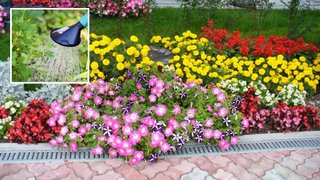 Как ухаживать за летними цветами на клумбах и террасах в жаркий период: простые советы