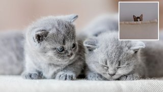 Как помочь котенку лучше освоиться в новом доме: советы для хозяев маленьких пушистиков