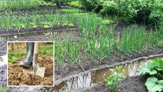 Злива може нашкодити вашому городу чи саду: як врятувати рослини