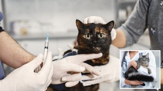 Вакцинація котиків: що потрібно знати власникам хвостиків, аби домашні улюбленці були здоровими