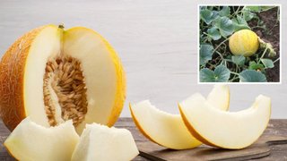 Как вырастить на своем огороде самую вкусную дыню: простые советы