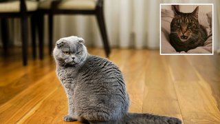 Как долго котик может держать на вас обиду и есть ли способ извиниться