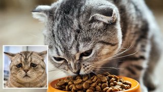 Кота часто нудить: в яких випадках варто їхати до ветеринара