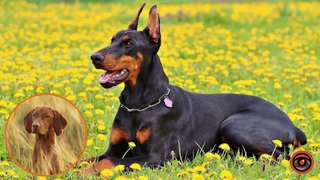 Сильные и бдительные: какие 6 собак считают одними из лучших охранников для частного дома