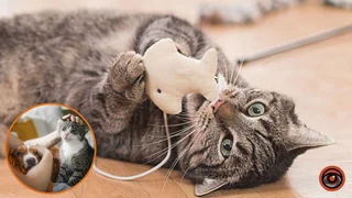 Может ли кот забыть хозяина за 16 часов: ответ ученых