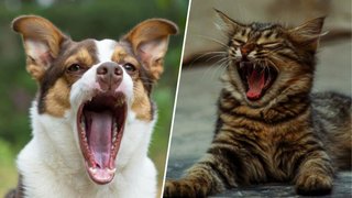 Зубний біль у котиків чи собак: як його виявити, аби допомогти своєму улюбленцю