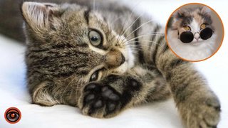 Прив’язуються до господарів: 7 порід котів, яким складно залишатися наодинці