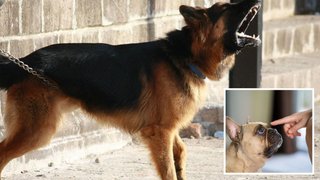 Чому собака може раптово почати гавкати на свого господаря і як цьому зарадити