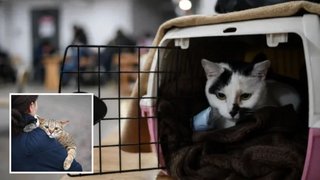 Життя з улюбленцем під обстрілами: які правила діють для людей, які приходять в укриття з тваринами