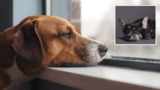 Що відчуває собака, якого лишають вдома самого, та як він проводить час