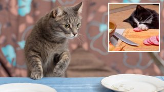 Як відучити кота красти вашу їжу зі столу та чому це відбувається