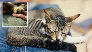 Чому котики люблять влягтися спати просто на людині і як відучити їх від цього