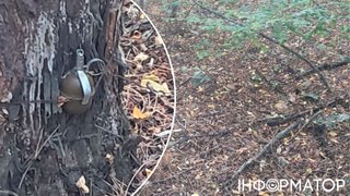 На Київщині грибники виявили у лісі розтяжки з гранатами, прип'ятими просто до дерев