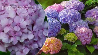 Як вберегти гортензію від бур'янів наприкінці літа - одна проста хитрість