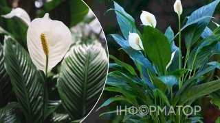 Осінній догляд за спатифілумом: як допомогти рослині цвісти пишно і довго