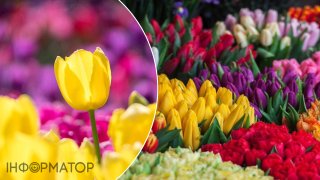 Коли та як садити тюльпани, щоб навесні вони пишно зацвіли