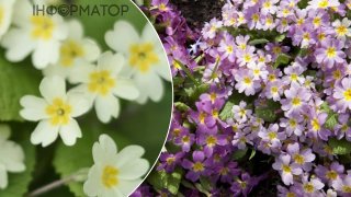 Як виростити примулу у саду - секрети яскравого раннього цвітіння