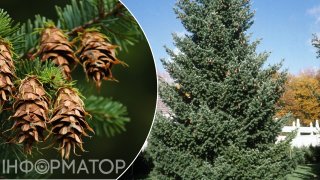 Дугласія — псевдотсуга, що дарує саду велич: як посадити її з душею і доглядати, щоб вона стала справжньою окрасою