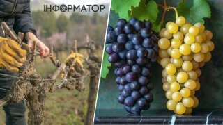 Осіння обрізка винограду: як не помилитися з лозами і зберегти майбутній урожай