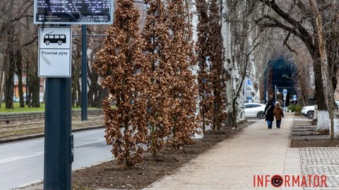 Во время тревоги прячьтесь под дерево: в Днепре на Соборной площади во время войны высадили более 20 саженцев дубов