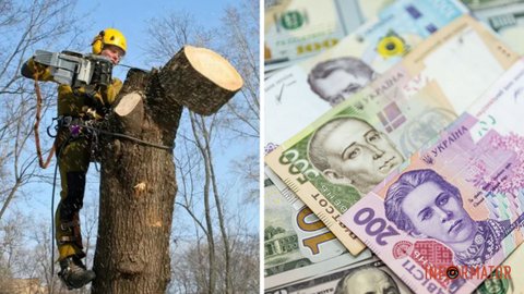 В конце года в Днепре объявили тендер на озеленение садов: на что планируют потратить 4 миллиона гривен