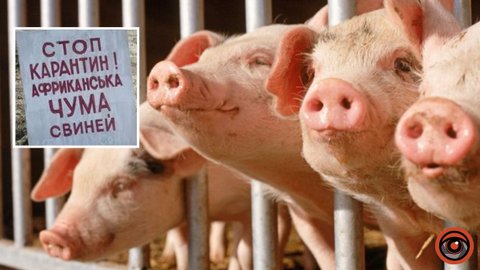 В Днепропетровской области зафиксировали вспышку африканской чумы свиней: ввели карантин