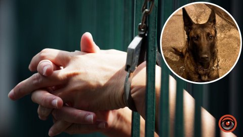Скинув собаку породи малінуа з балкона другого поверху та втік: у Львові затримали 30-річного жителя Дніпра