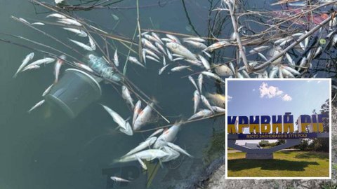 У Кривому Розі в одній з водойм масово померла риба