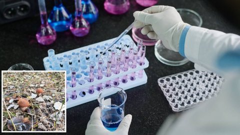 У Дніпропетровській області жінка отруїлась грибами: якою є епідситуація у регіоні