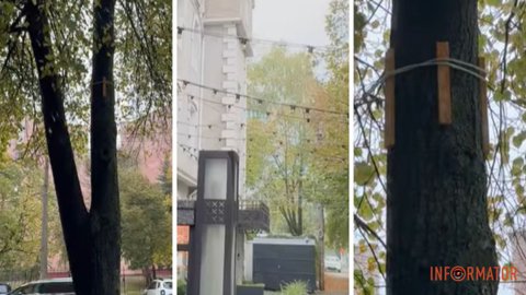 Прикраси можуть зашкодити деревам: у Дніпрі звернулися до підприємців