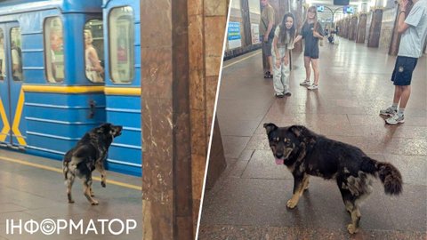 Вуличний собака гасав київським метро - він одразу збудив догхантера Святогора