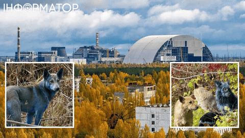 В Чернобыле посинели собаки: они обманули волонтеров, но прикол в другом
